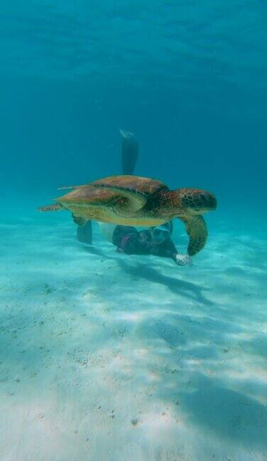 一只绿海龟在海底游泳的垂直特写