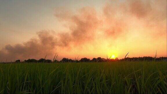 稻田上空夕阳下的浓烟空气污染