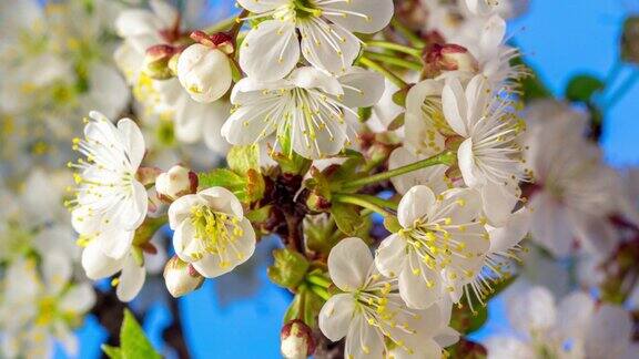 4k垂直时间间隔的酸樱桃树花盛开和生长在蓝色的背景上樱花盛开的小白花时间流逝9:16的比例