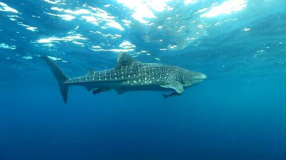 泰国罗辛岛鲸鲨与鮣鱼和军曹鱼在海面附近游动