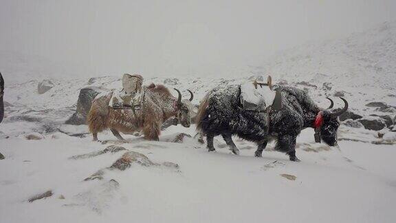 牧民带领牦牛穿越降雪区把牦牛送到珠峰大本营