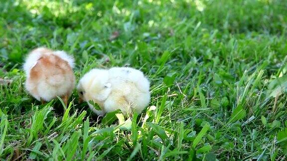 两只小鸡在草地上走