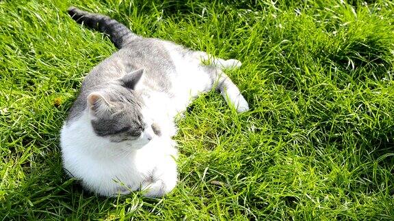 猫在绿色的草地上休息