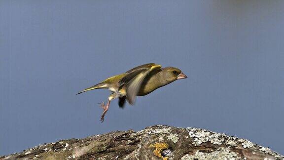 欧洲小金翅雀金翅雀成虫在飞从诺曼底布兰奇起飞慢镜头