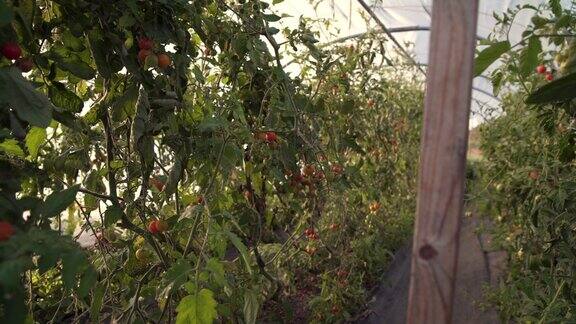 葡萄藤上的温室番茄4K超高清