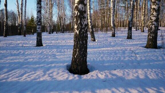 冬日森林里的晴天
