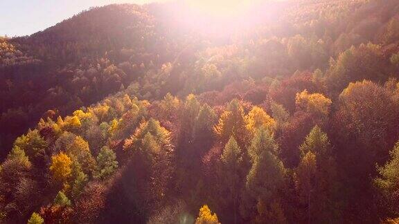 秋天飞过林地