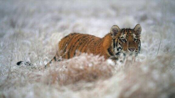 年轻的雌性东北虎(阿尔泰卡虎)在狩猎缓慢的运动冬天的田野被雪覆盖着野生动物