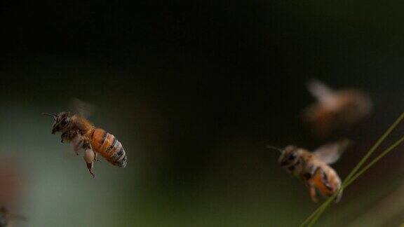 欧洲蜜蜂意大利蜜蜂飞行中的蜜蜂带着装满花粉的球回到蜂巢慢镜头