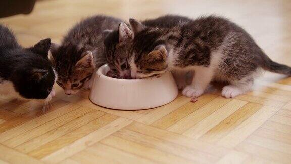 毛茸茸的小猫从碗里吃健康的食物