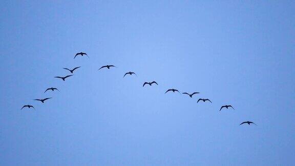跟随领导:一群海鸥排成不完美的V字队形飞行缓慢的运动鸟鸥编队飞翔蓝天为背景成群迁徙的大鸟