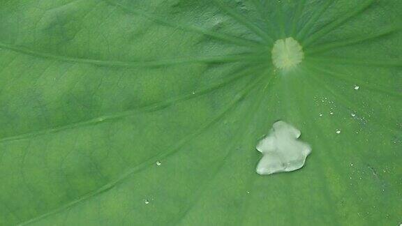 雨水滴在绿色的荷叶上