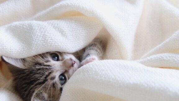 4k可爱的条纹家猫躺在床上盖着白光毯子看相机可爱宠物
