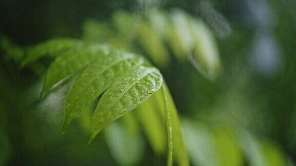 雨点落在绿叶上