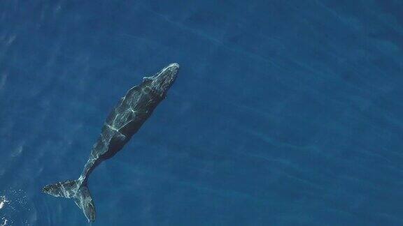 在原始海水中游泳的座头鲸