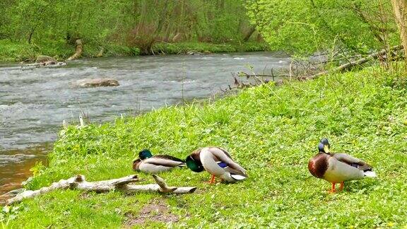 三只公鸭子在河岸上休息