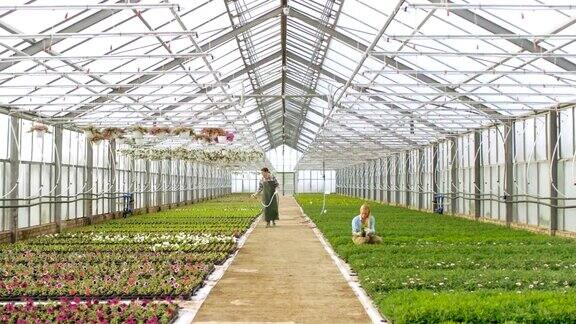高架拍摄在一个阳光明媚的工业温室里园丁用软管浇花和植物安排分类和检查他们的质量