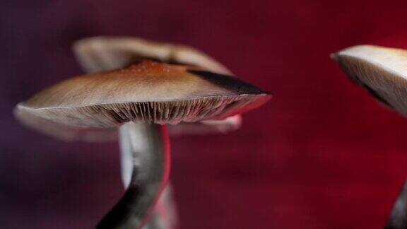 墨西哥魔法蘑菇是一种裸盖菇其主要活性成分是裸盖菇素和裸盖菇素-墨西哥裸盖菇一株成年蘑菇产下孢子