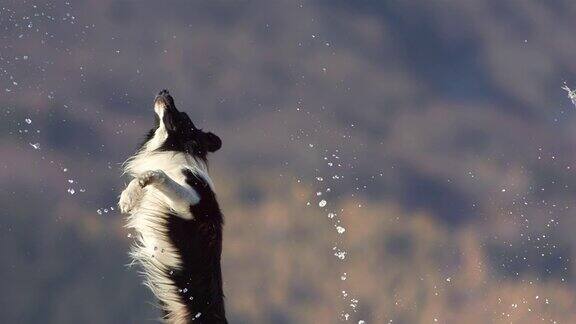 狗抓水滴