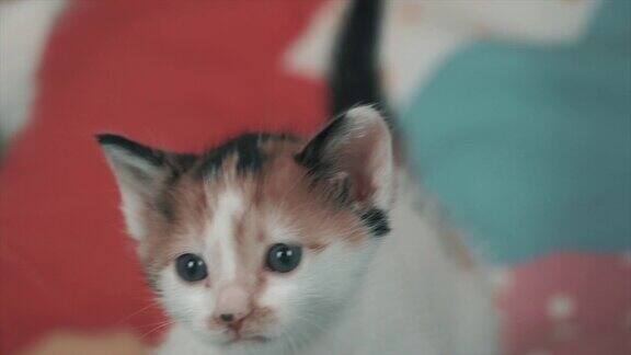 喵喵叫的小猫彩色背景上的小猫可爱的新生宠物猫是喵
