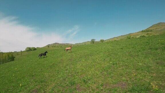 两匹栗色和黑色的马在田野上疾驰