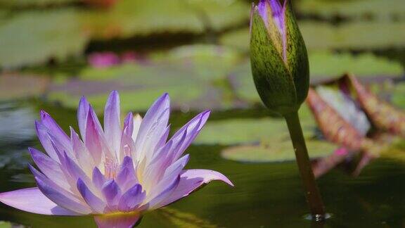 池塘里的一朵莲花