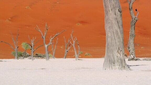 非洲纳米比亚阳光明媚的白色粘土沙漠中的WS死雷树