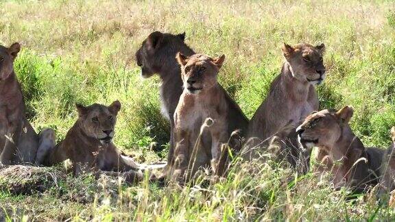 在塞伦盖蒂的阴凉处休息的狮群