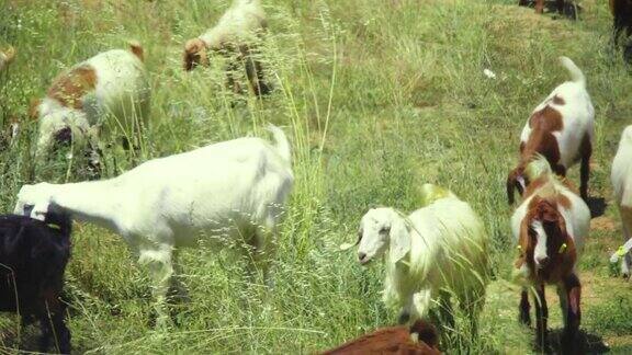 在大自然中放牧生态友好的放牧在自然栖息地的山羊山羊在绿色的草地上吃草
