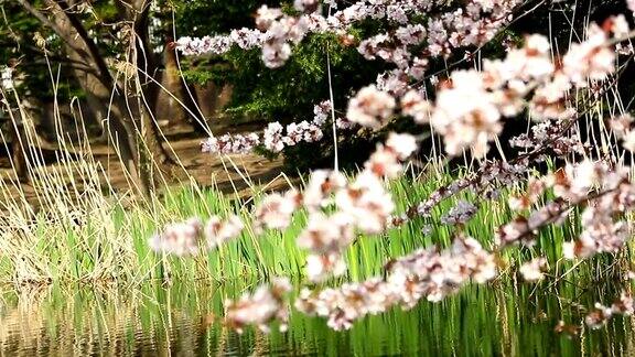 樱花盛开春天的樱花在北海道季节性