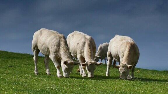 牧场上的一群夏洛来奶牛
