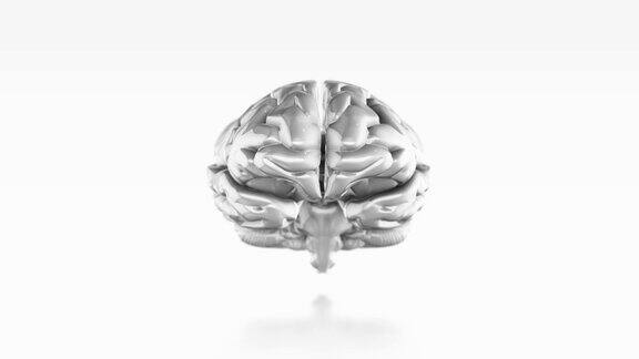 白色背景上的人脑金属纹理