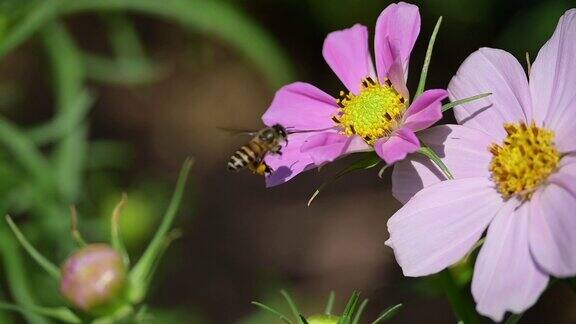慢镜头蜜蜂在美丽的粉色宇宙花园中飞翔