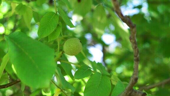 花园里的树枝上有绿色的核桃树枝上有核桃树上的坚果未成熟的核桃