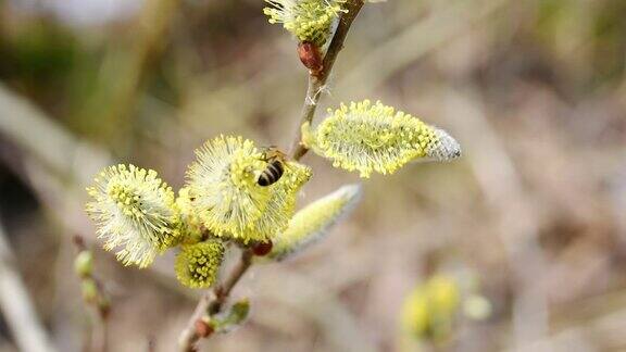 柳树上的蜜蜂