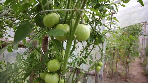 番茄丛生长在塑料房子下