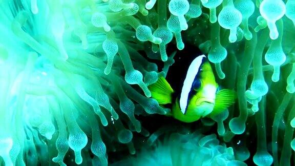 马尔代夫海葵中的双纹小丑鱼(双纹角闪鱼)