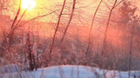 美丽的冬日阳光透过树林照进来