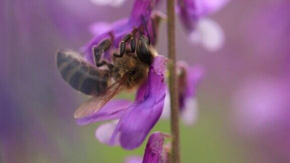 一只蜜蜂在紫色的花上采集花蜜