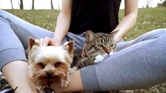 猫和狗约克夏犬坐在猫旁边