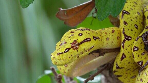 幼绿树蟒蛇在树上弹舌头