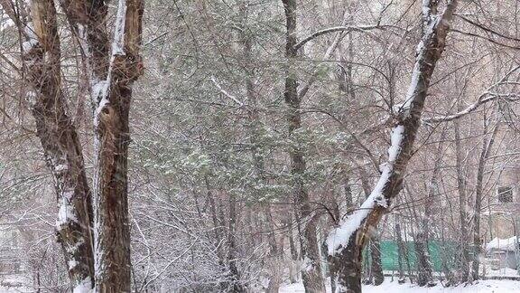 冬天积雪的树木接近