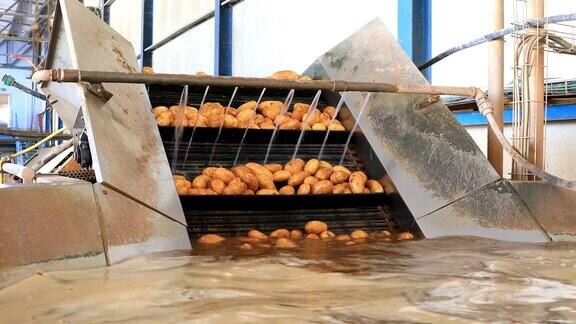 在工厂的清洗过程中在传送带上新鲜采摘的土豆