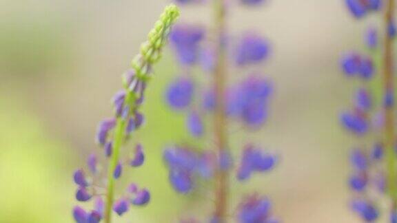 夏日田野上紫色的羽扇豆花羽扇豆花在夏天的背景关闭了