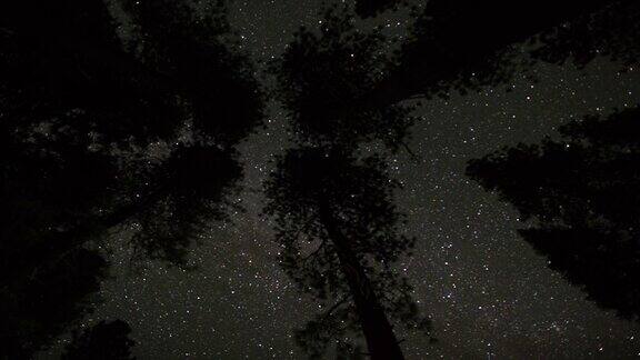 树梢上方的夜空