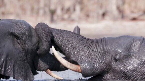 博茨瓦纳奥卡万戈三角洲两只年轻的公象在一个水坑里嬉戏打斗