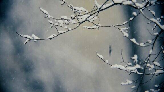 飘落的雪花和树枝在强风中摇摆模糊了背景