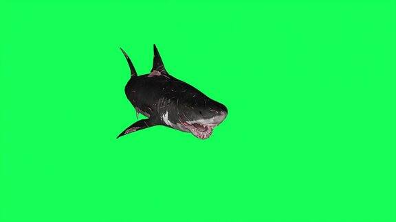 鲨鱼游泳在一个圆圈绿色屏幕前-3D渲染动画
