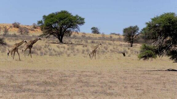非洲丛林中的长颈鹿