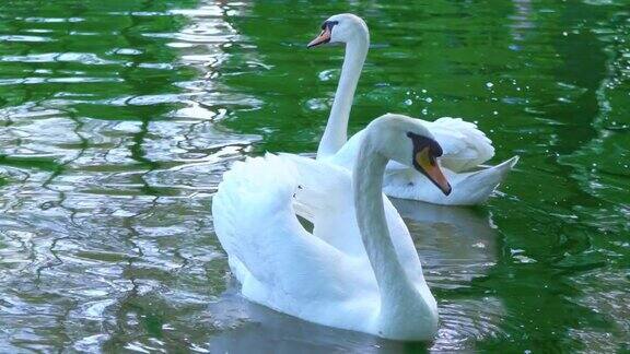 一对白天鹅在水里游着天鹅在池塘里游着慢镜头